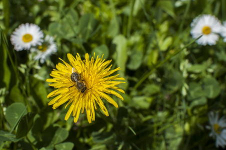 蜂蜜 园艺 开花 花瓣 自然 蒲公英 花蜜 蜜蜂 昆虫 花园