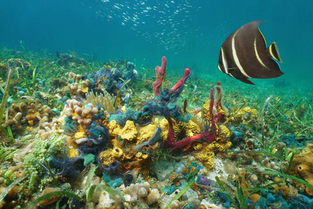 多彩的海底海洋生物加勒比海