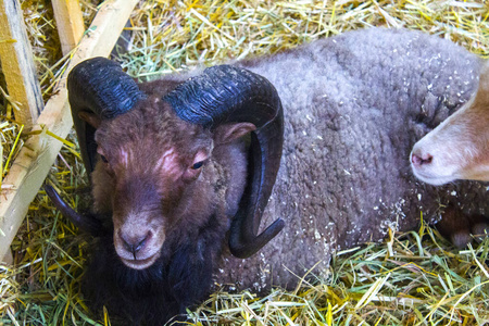 羊毛 动物 漫画 美丽的 牧场 面对 农场 毛皮 宠物 枪口