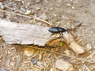 生物学 野生动物 自然 缺陷 昆虫 特写镜头 漂亮的 生物