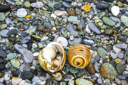 环境 软体动物 收集 风景 纹理 海滩 卵石 夏天 假期