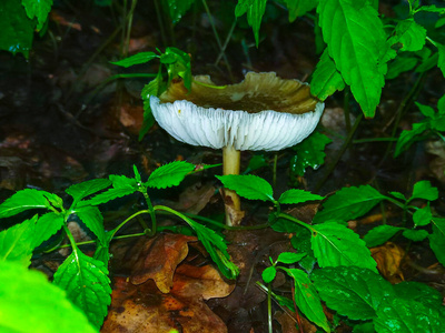 木材 真菌 苔藓 生长 蘑菇 成长 秋天 夏天 食物 帽子
