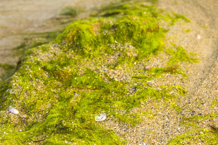 环境 颜色 美丽的 海滩 自然 苔藓 海洋 植物 领域 草地