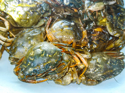 野生动物 宠物 特写镜头 生活 颜色 晚餐 自然 海洋 午餐