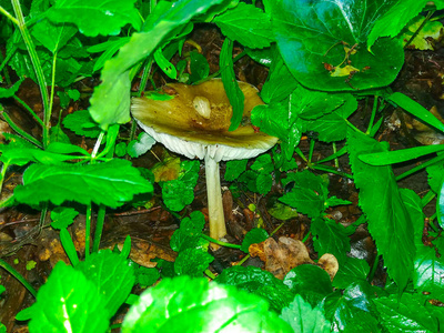 帽子 成长 夏天 生长 蘑菇 自然 特写镜头 美丽的 花园
