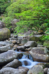 滴流 美丽的 小溪 瀑布 岩石 巨石 流动 风景 伍兹 森林