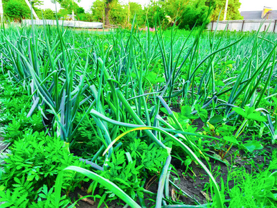 种植园 食物 栽培 地面 植物 蔬菜 风景 领域 农业 美丽的