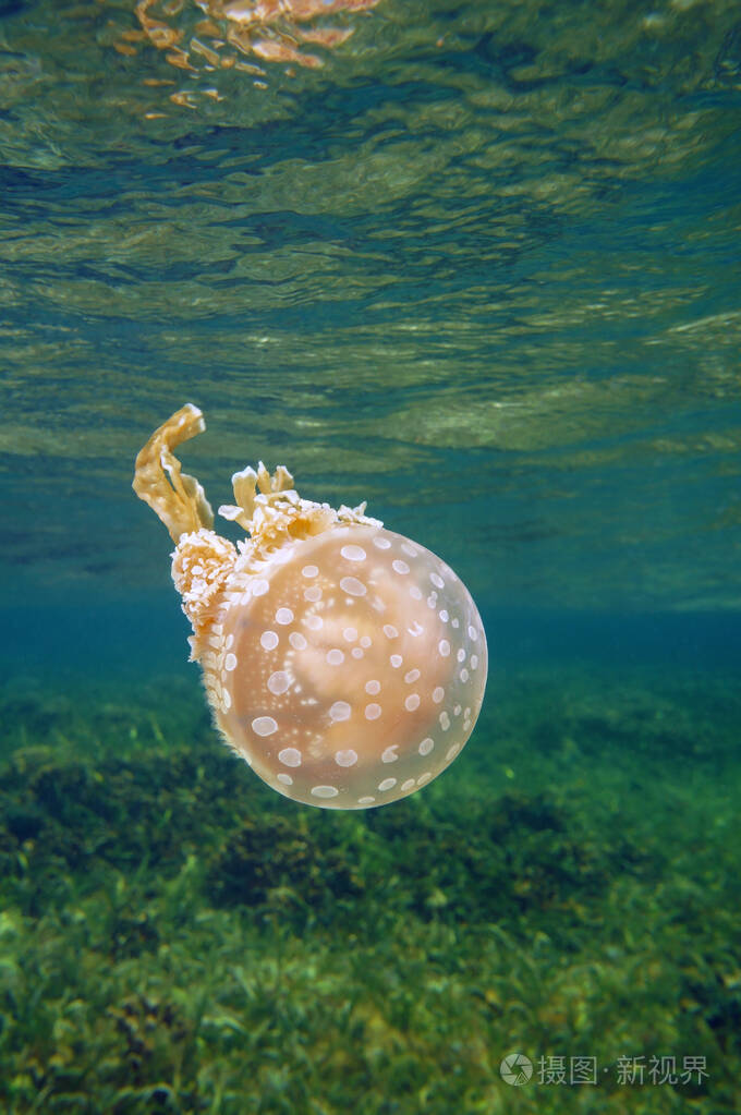 在加勒比海的斑海蜇