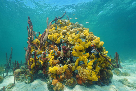 珊瑚上有彩色海绵的水下生物