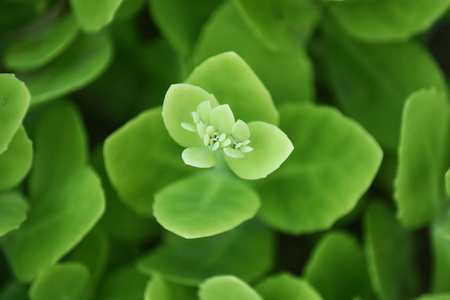 绿色天然树叶图片