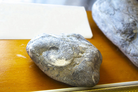 矿物 岩石 历史 侏罗纪 菊石 贝壳 自然 古老的 骨架