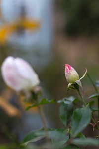 农舍花园秋天的花朵图片