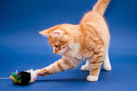 可爱的橙色小猫和玩具。深蓝色背景