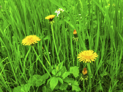 阳光 生长 春天 植物区系 花粉 太阳 集中 花瓣 颜色