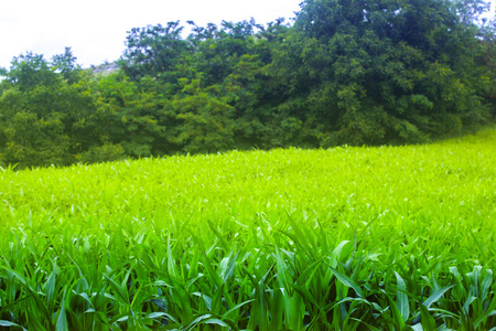 春天 场景 农事 草地 植物 阳光 国家 夏天 美丽的 自然