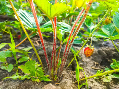 夏天 甜的 食物 芳香 生长 植物区系 水果 美味的 素食主义者