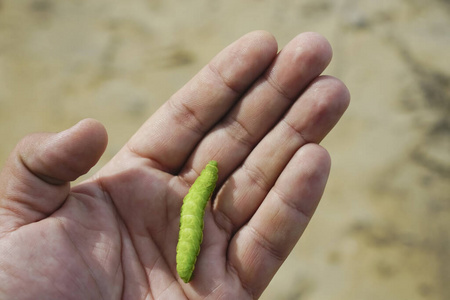 手指 毛虫 爬行 花园 环境 蠕虫 土地 生物 动物群 蝴蝶