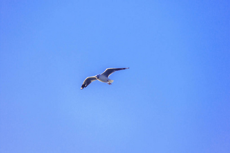 传播 滑翔 夏天 野生动物 空气 海鸥 海洋 飞行 高的