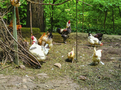 农事 夏天 草坪 动物 可爱的 自然 食物 后面 农场 家禽