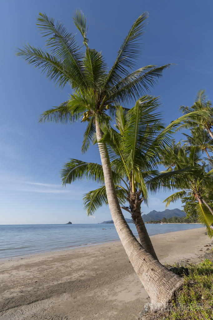 泰国高昌椰子树海滨