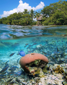 海洋上下热带海岸的珊瑚和鱼类照片