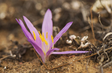 紫罗兰是一种娇嫩的粉红色或紫色植物，生长在有时被称为假藏红花的草地上，尽管它不像番红花属的植物