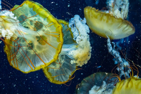 生物 自然 艺术 危险 水族馆 野生动物 美丽的 水母 水下
