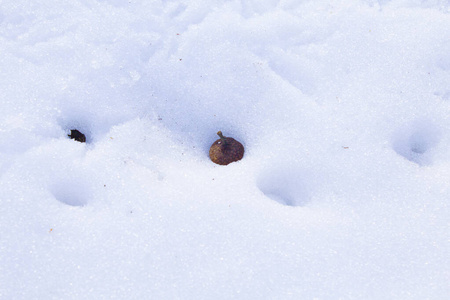 方向 季节 足迹 追踪 寒冷的 动物 第一 脚印 自然 地面