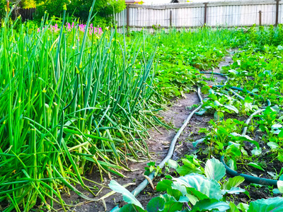 农事 季节 成长 植物 土壤 幼苗 洋葱 地面 收获 土地