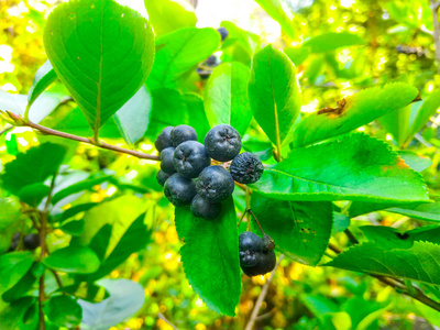 灌木 浆果 植物 特写镜头 食物 甜的 植物学 季节 秋天