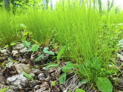 植物区系 园艺 环境 颜色 花的 树叶 领域 森林 自然