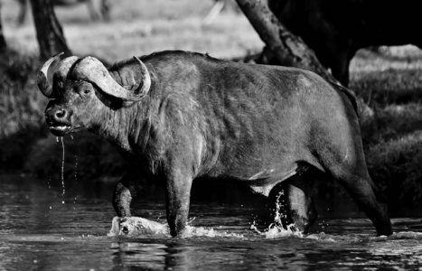 克鲁格 纳库鲁 旅行 兽群 野生动物 环境 马赛 喇叭 非洲