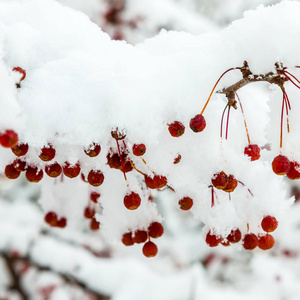 冬天 细枝 寒冷的 特写镜头 植物区系 分支 季节 美女