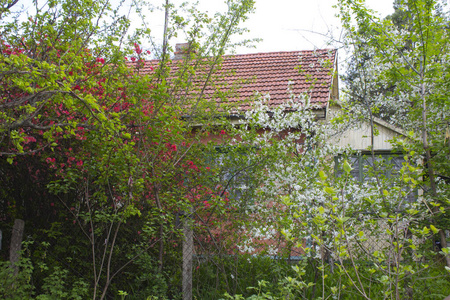 农业 风景 阳光 小屋 自然 国家 开花 房子 建筑学 木材