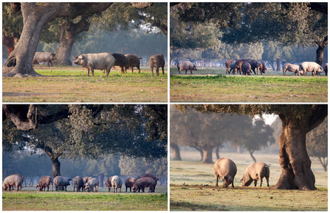 Iberian pigs grazing 