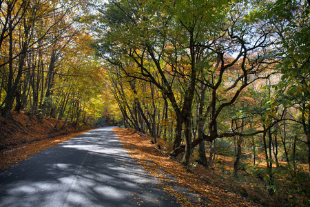 美丽的风景，空旷的道路，树木和阳光在傍晚在秋天。旅行背景。自然