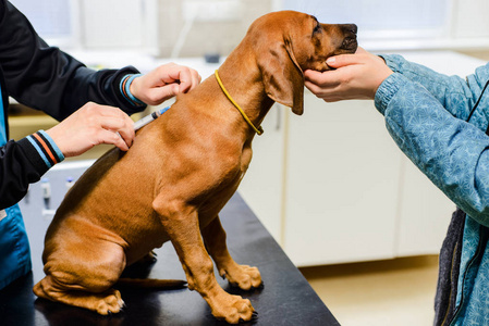 打狂犬疫苗的照片图片