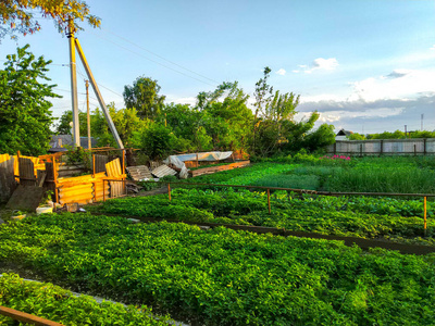 幼苗 栽培 地面 花园 农田 收获 胡萝卜 健康 植物 地球