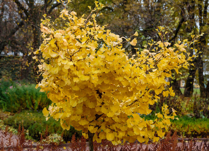 植物 公园 美女 十月 树叶 分支 季节 落下 颜色 美丽的