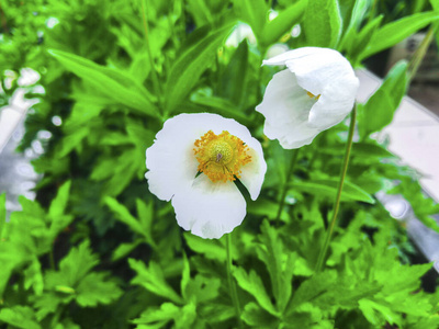 夏天 美女 开花 花的 生长 花瓣 风景 花园 植物