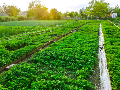 种植园 农场 花园 食物 健康 风景 乡村 成长 胡萝卜