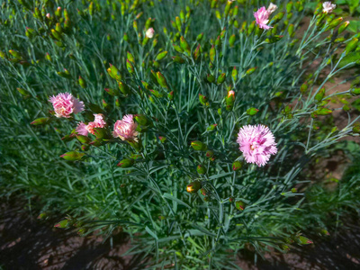 季节 植物 花瓣 粉红色 盛开 春天 浪漫 浪漫的 纹理