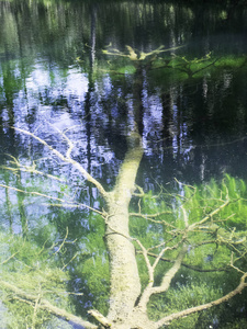 自然 反射 森林 夏天 池塘