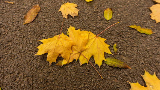 落下 树叶 秋天 十月 公园
