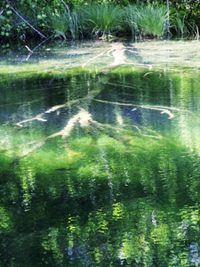 反射 森林 夏天 池塘 自然