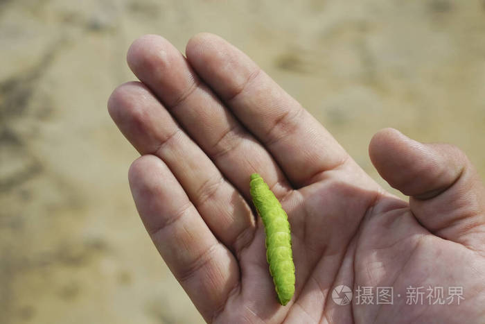 手指 植物 动物 动物群 美丽的 蠕虫 幼虫 毛虫 爬行