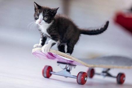 Little black kitten playing and sitting on a longboard at living