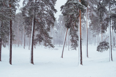 冬天雪地里的松树