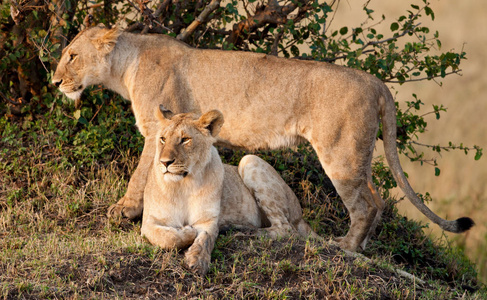 肯尼亚 非洲狩猎 奥卡万戈 塞伦盖蒂 哺乳动物 坦桑尼亚