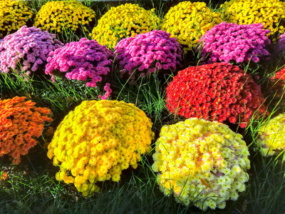 植物区系 落下 菊花 雏菊 园艺 花瓣 美女 自然 假日